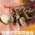 秦岭纯野生五倍子百虫仓纯五倍子粉中药材