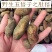 秦岭纯野生五倍子百虫仓纯五倍子粉中药材