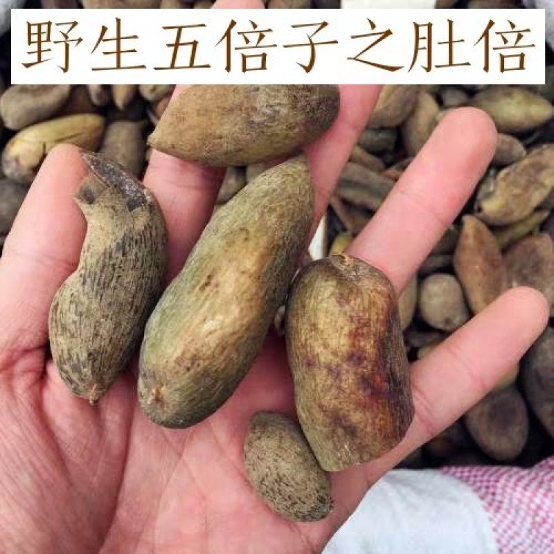 秦岭纯野生五倍子百虫仓纯五倍子粉中药材