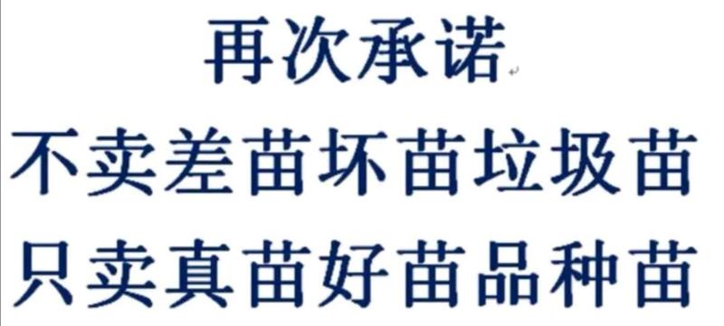 本地小樱桃苗玛瑙红，云南果樱桃树苗，基地直供，包种植技术