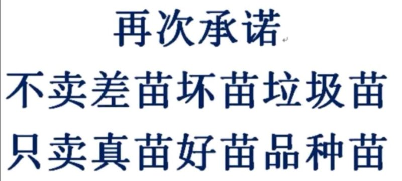 冬桃苗产地，真正云南冬桃中华二号冬桃苗果实大个