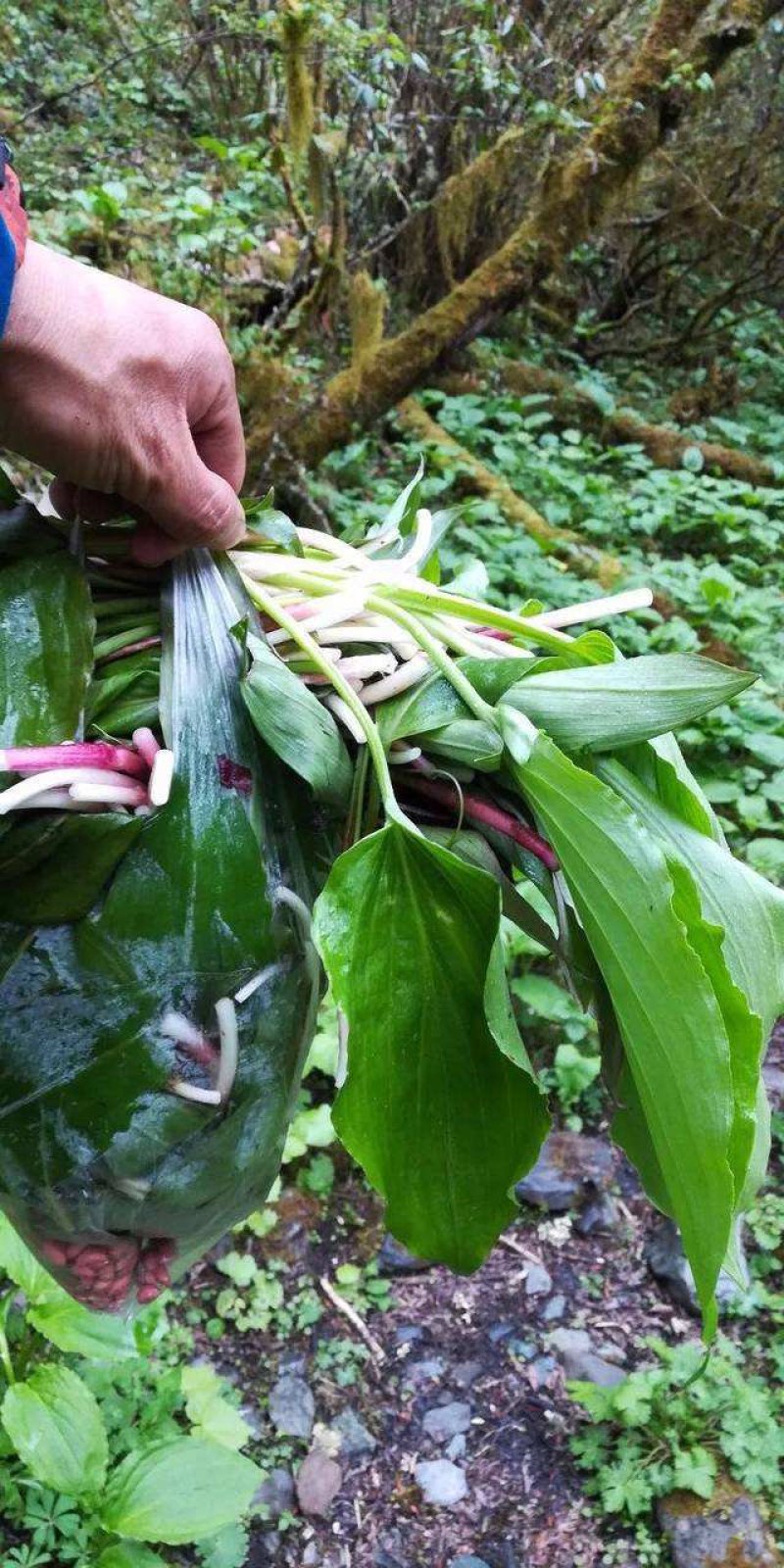 鹿耳韭山葱野菜四月份80吨左右可供应需要的提前签单