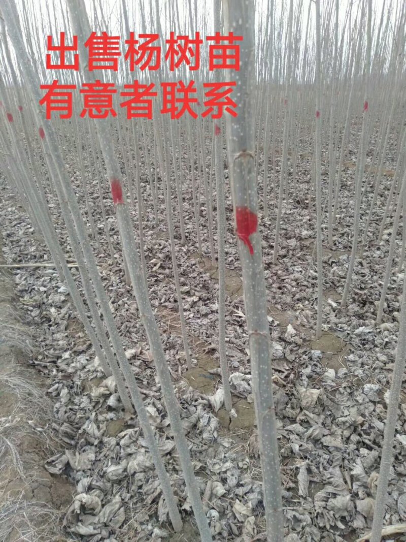 杨树苗