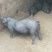 优质高产【太湖母猪】【二元母猪】【苏太长白带肚母猪】