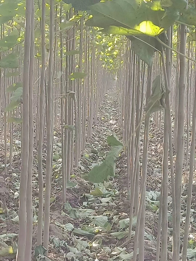 楸树
