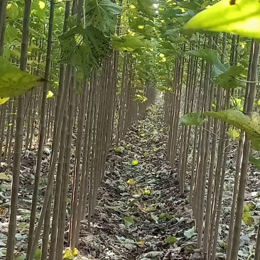 楸树