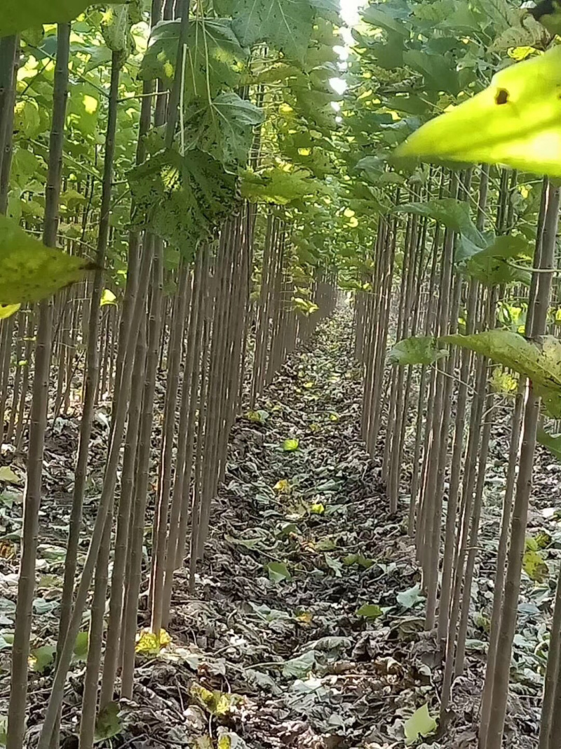 楸树