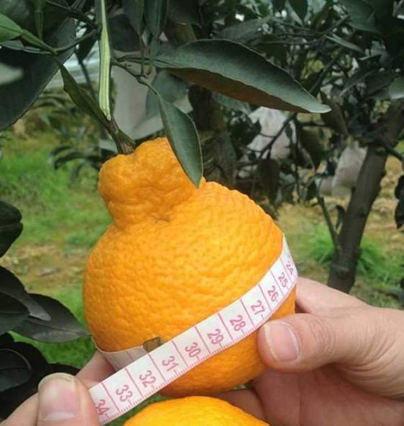 不知火柑桔苗又名丑八怪正宗嫁接苗当年结果产量高包邮