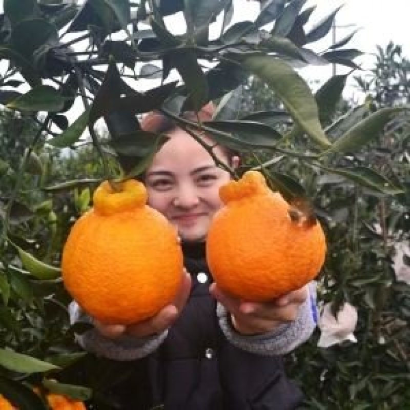 不知火柑桔苗又名丑八怪正宗嫁接苗当年结果产量高包邮