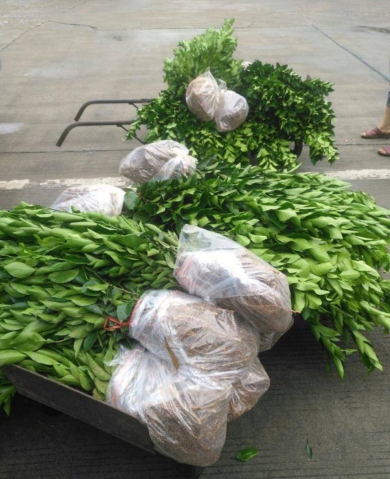 不知火柑桔苗又名丑八怪正宗嫁接苗当年结果产量高包邮