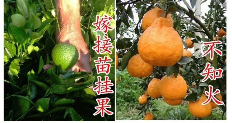 不知火柑桔苗又名丑八怪正宗嫁接苗当年结果产量高包邮