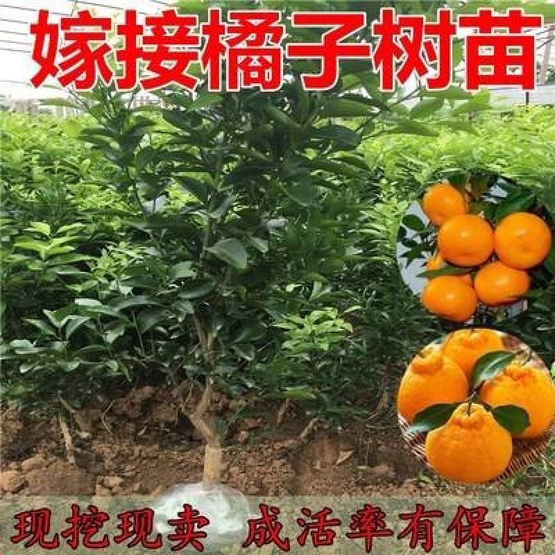 不知火柑桔苗又名丑八怪正宗嫁接苗当年结果产量高包邮