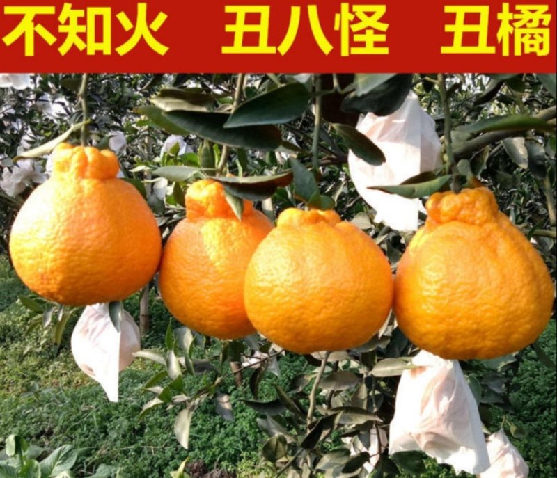 不知火柑桔苗又名丑八怪正宗嫁接苗当年结果产量高包邮