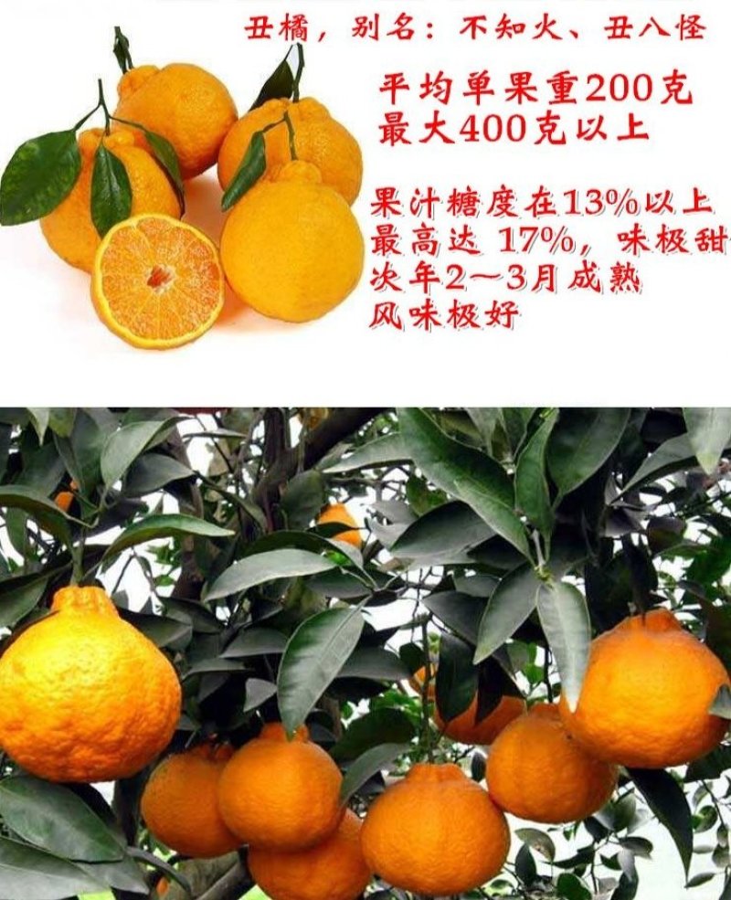 不知火柑桔苗又名丑八怪正宗嫁接苗当年结果产量高包邮