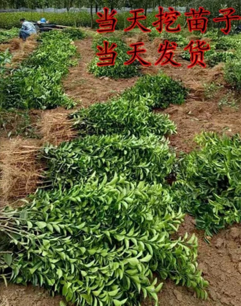 不知火柑桔苗又名丑八怪正宗嫁接苗当年结果产量高包邮