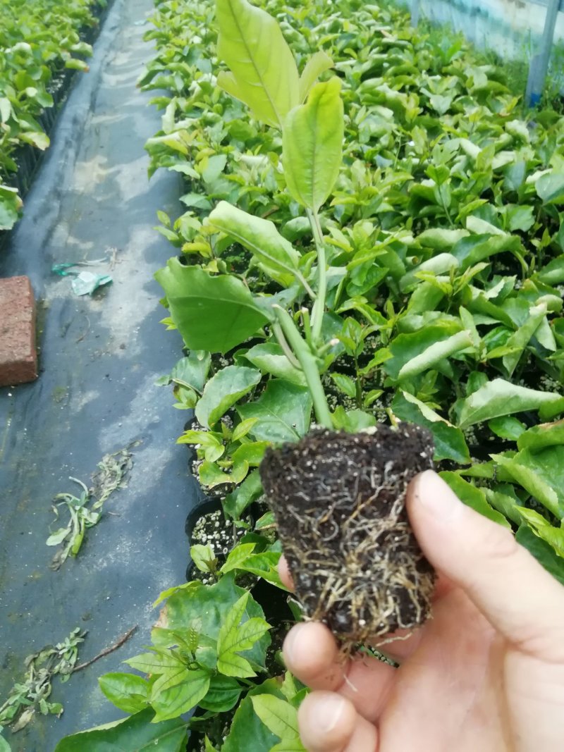 高产钦蜜黄金百香果苗供应