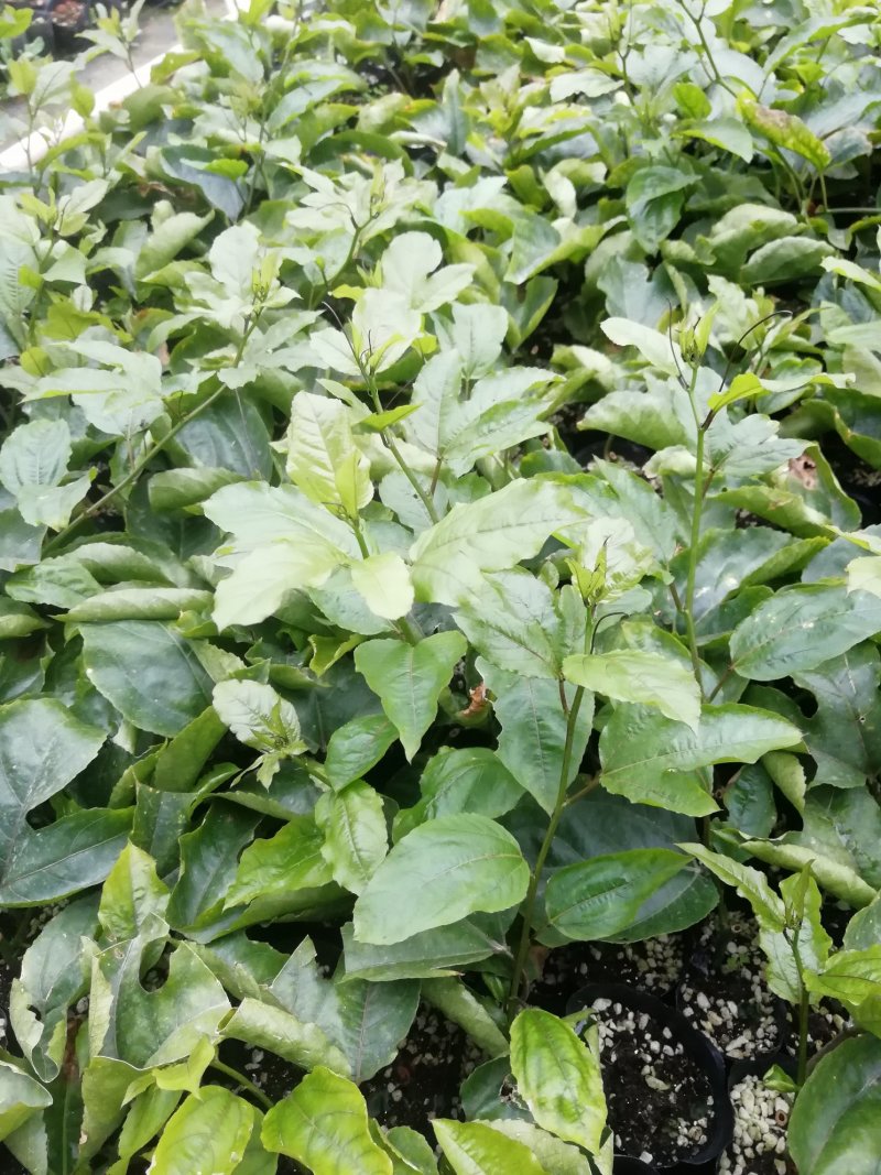 高产钦蜜黄金百香果苗供应