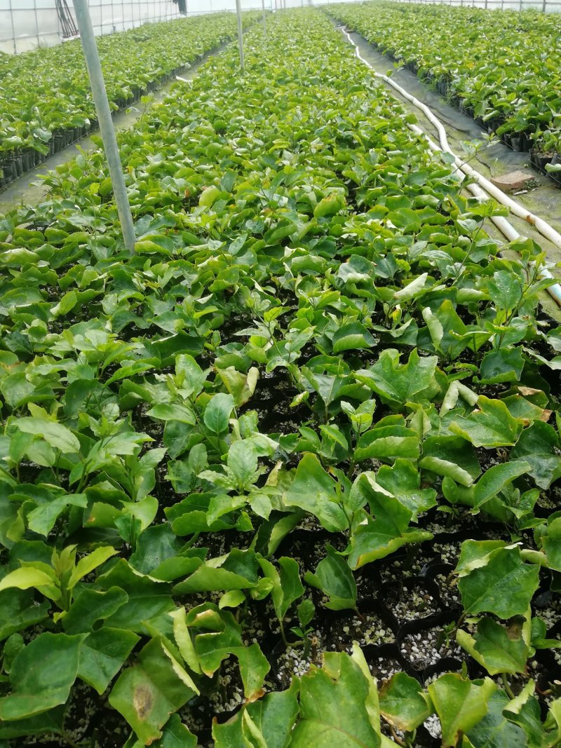 高产钦蜜黄金百香果苗供应