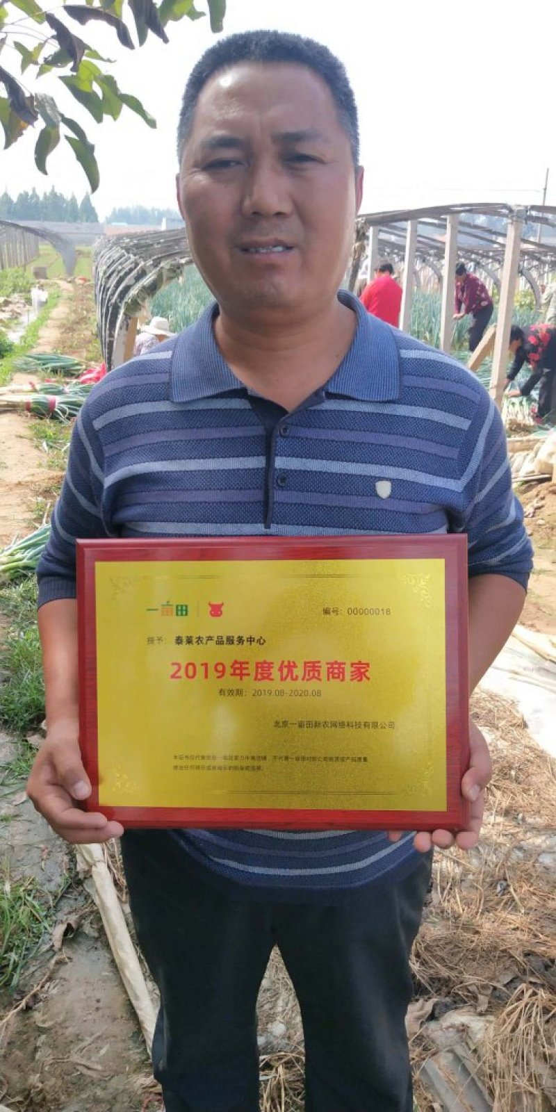 精品香菜，铁杆青，大叶香菜，一手货源，质量好，货发全国