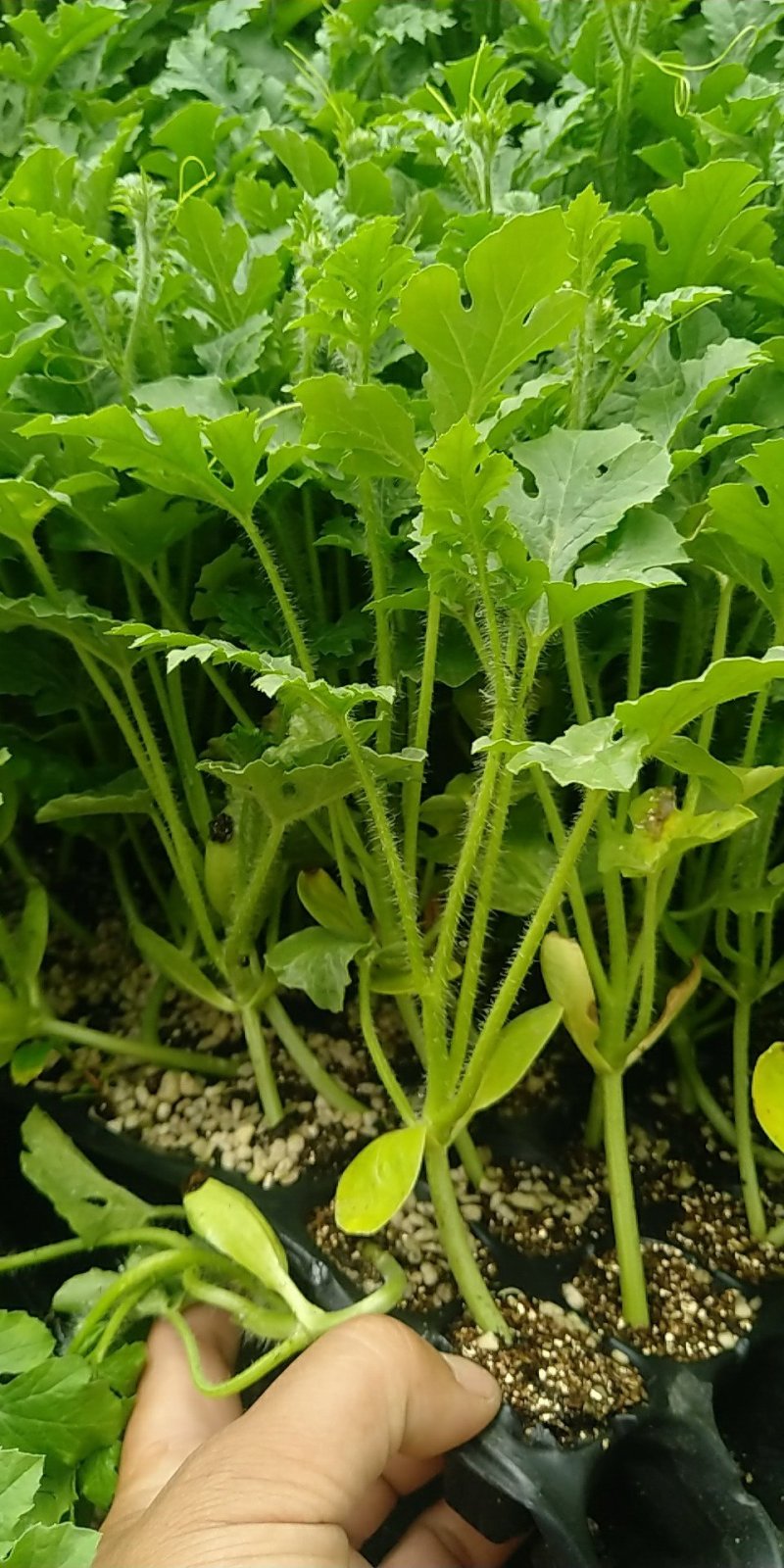 西瓜苗山东省莘县大型苗厂