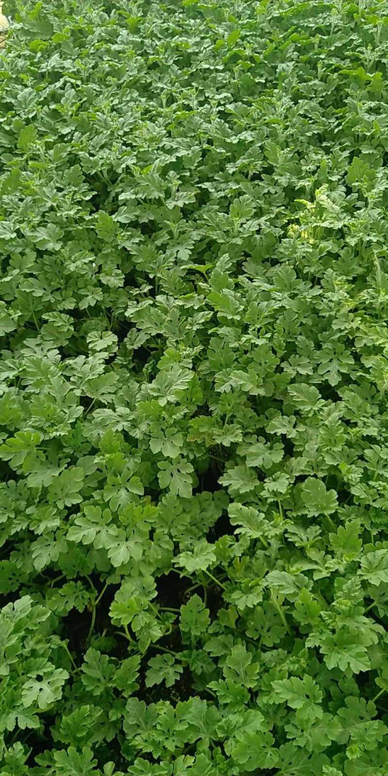 西瓜苗山东省莘县大型苗厂