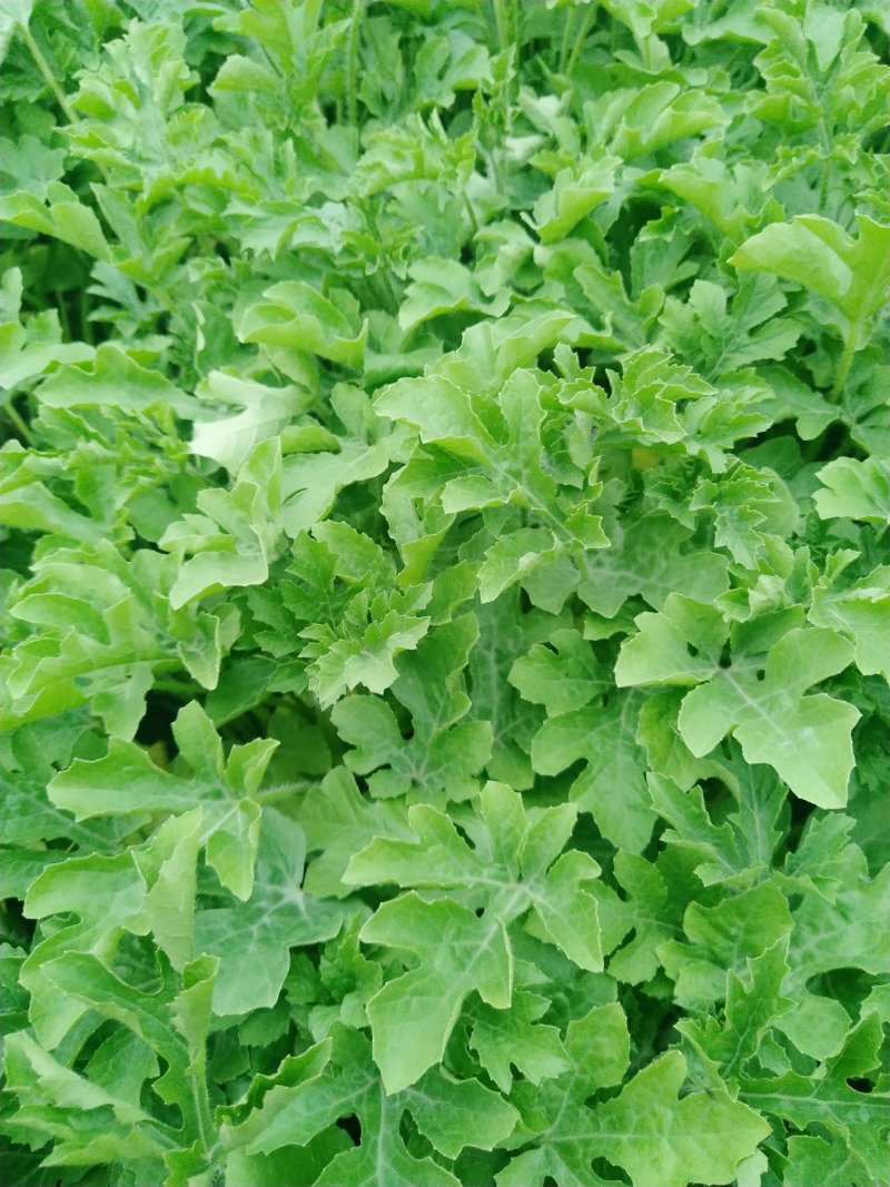 西瓜苗山东省莘县大型苗厂