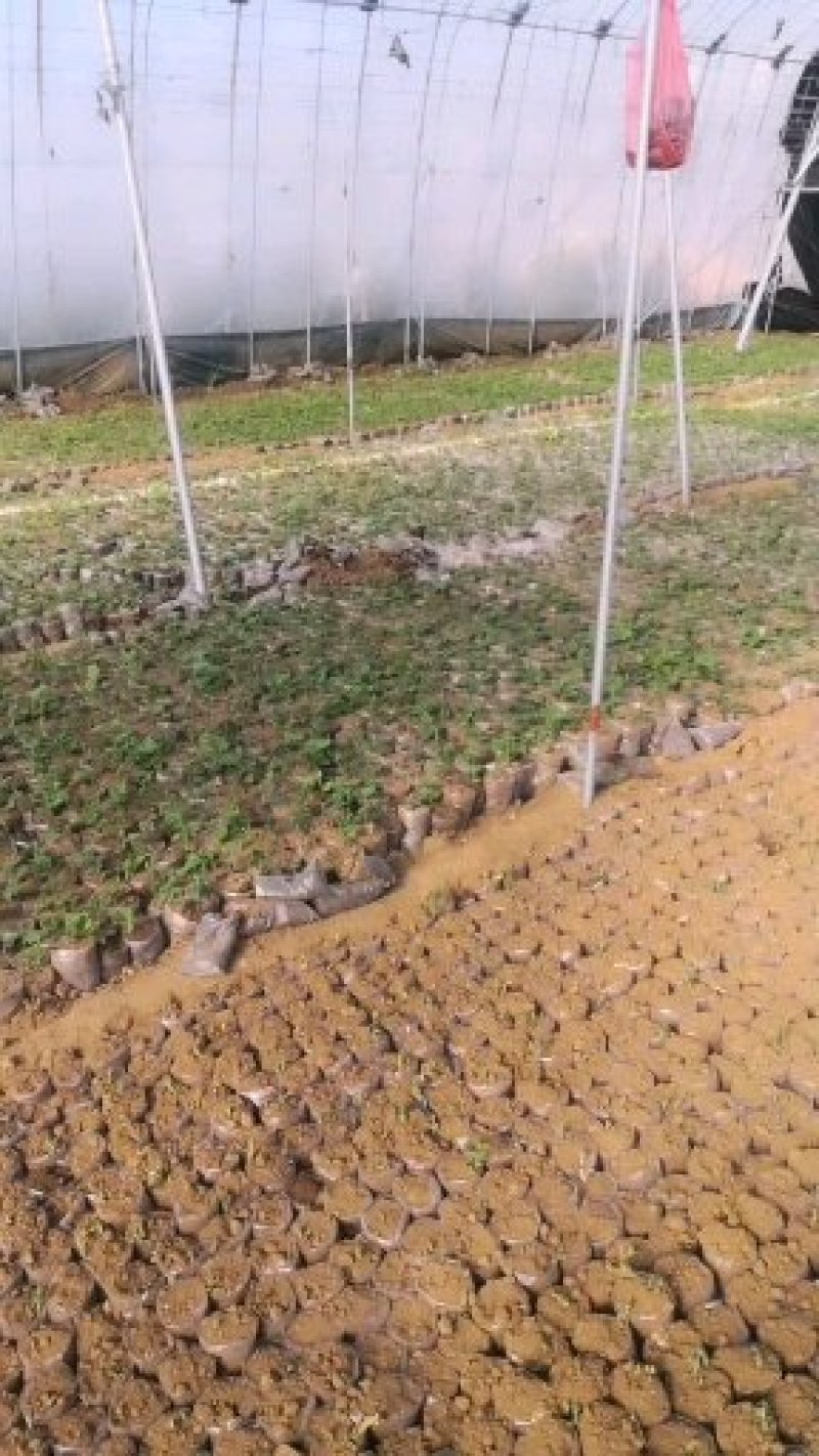 山东潍坊佛手瓜苗子，产地直销，量大从优，有**的质量给客