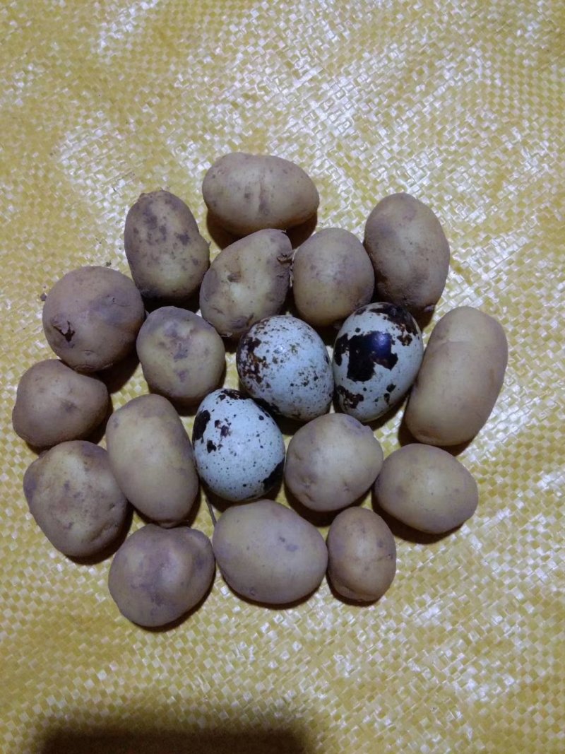 常年供应各种规格迷你小土豆，小洋芋