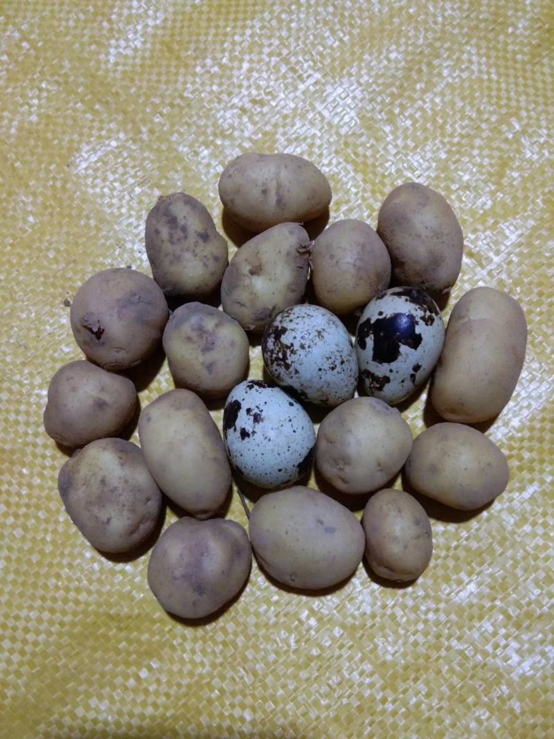 常年供应各种规格迷你小土豆，小洋芋