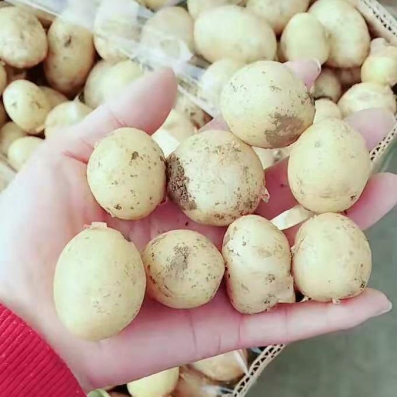 黄心土豆，小土豆，小洋芋