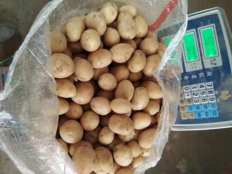 黄心土豆，小土豆，小洋芋