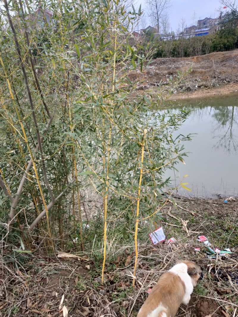 包邮风景竹，金镶玉竹，包成活