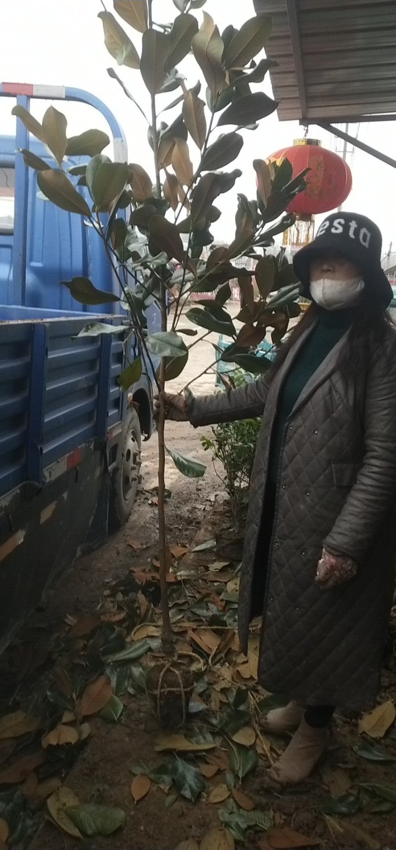 绿化苗木广玉兰小苗四季常青广玉兰荷花玉兰苗盆栽广玉兰树苗