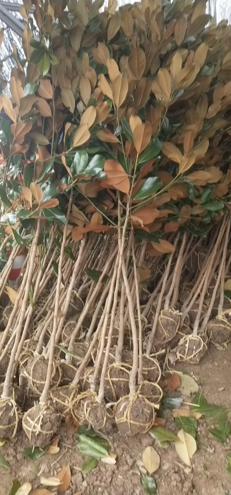 绿化苗木广玉兰小苗四季常青广玉兰荷花玉兰苗盆栽广玉兰树苗