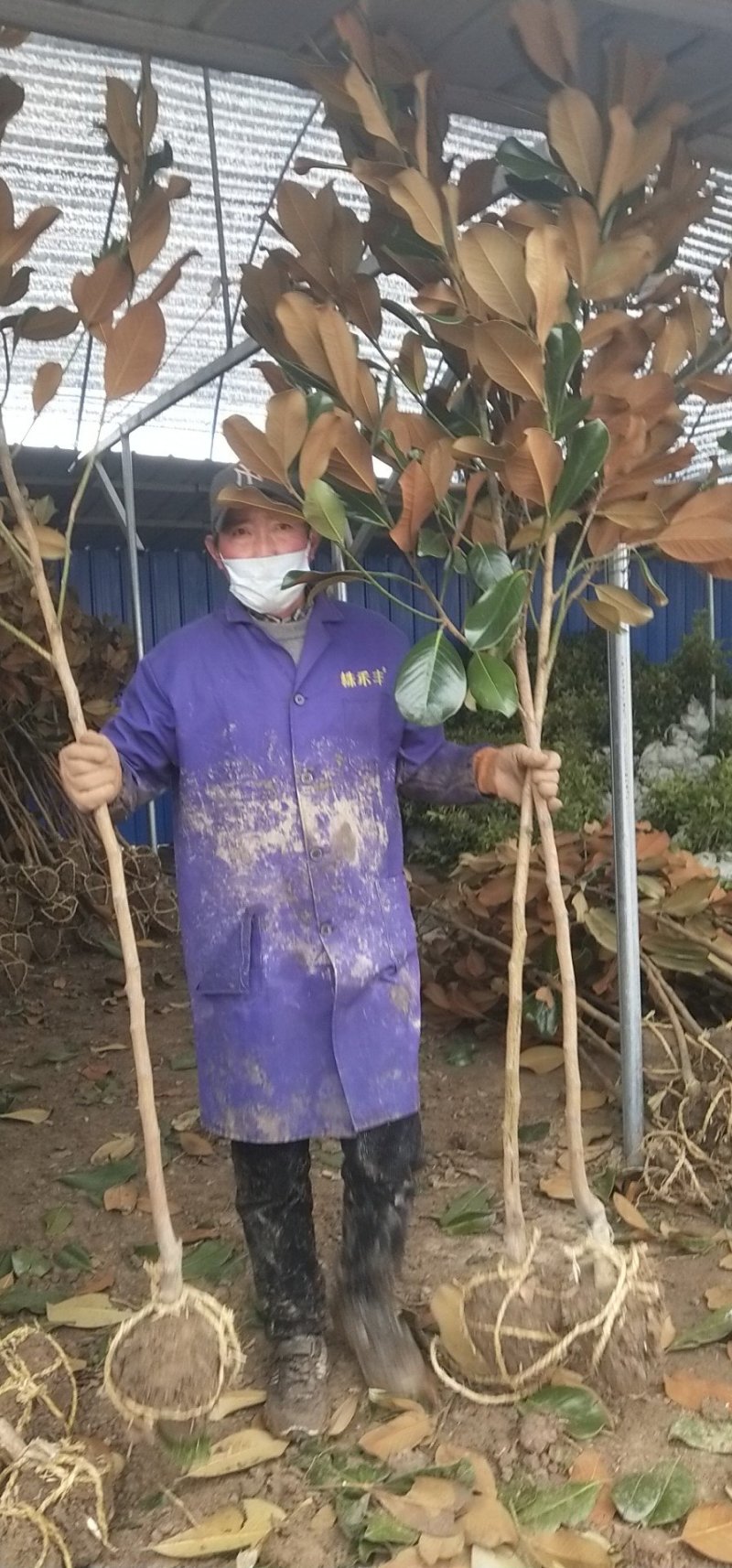 绿化苗木广玉兰小苗四季常青广玉兰荷花玉兰苗盆栽广玉兰树苗