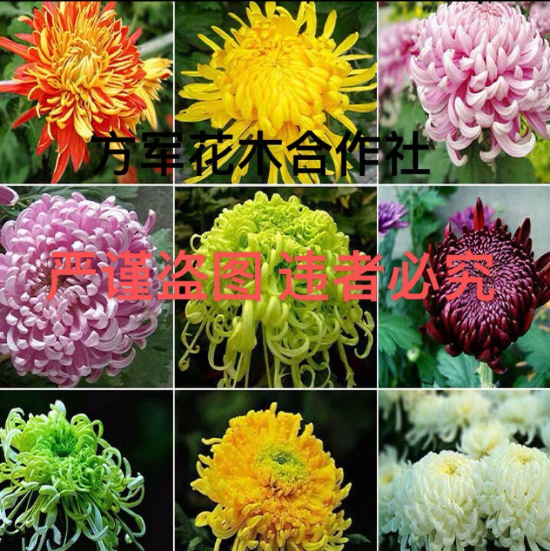 菊花菊花苗鲜菊花免费包邮龙爪菊花基地直销提供发票