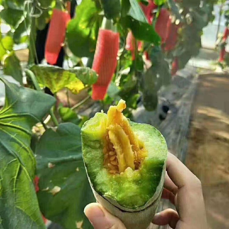 【推荐】山东网纹瓜哈密瓜大量有货欢迎全国客户订购