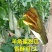 【推荐】山东网纹瓜哈密瓜大量有货欢迎全国客户订购