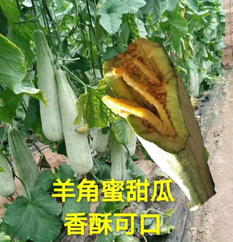 【推荐】山东网纹瓜哈密瓜大量有货欢迎全国客户订购