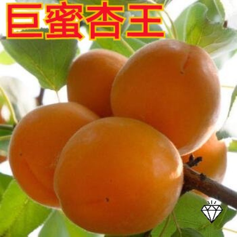杏树苗（全国各地，均可种植，好养易活）