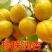 杏树苗（全国各地，均可种植，好养易活）