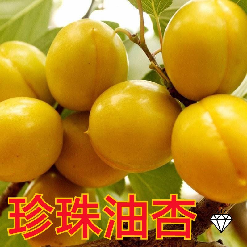 杏树苗（全国各地，均可种植，好养易活）