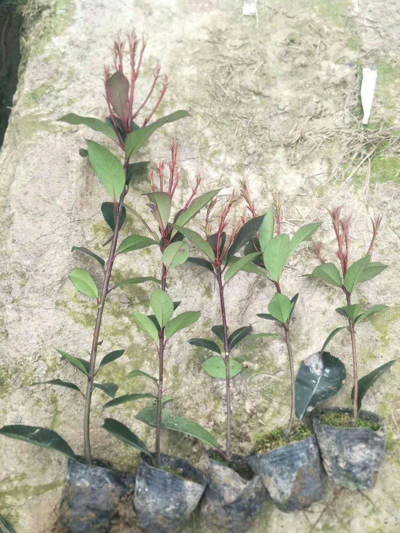 石楠苗石楠苗大杯苗小杯苗基地直销