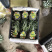 菠萝新鲜水果云南香水菠萝基地直销量大从优