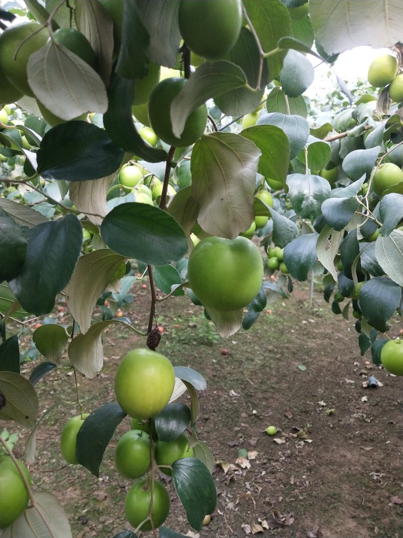 湛江雷州青枣