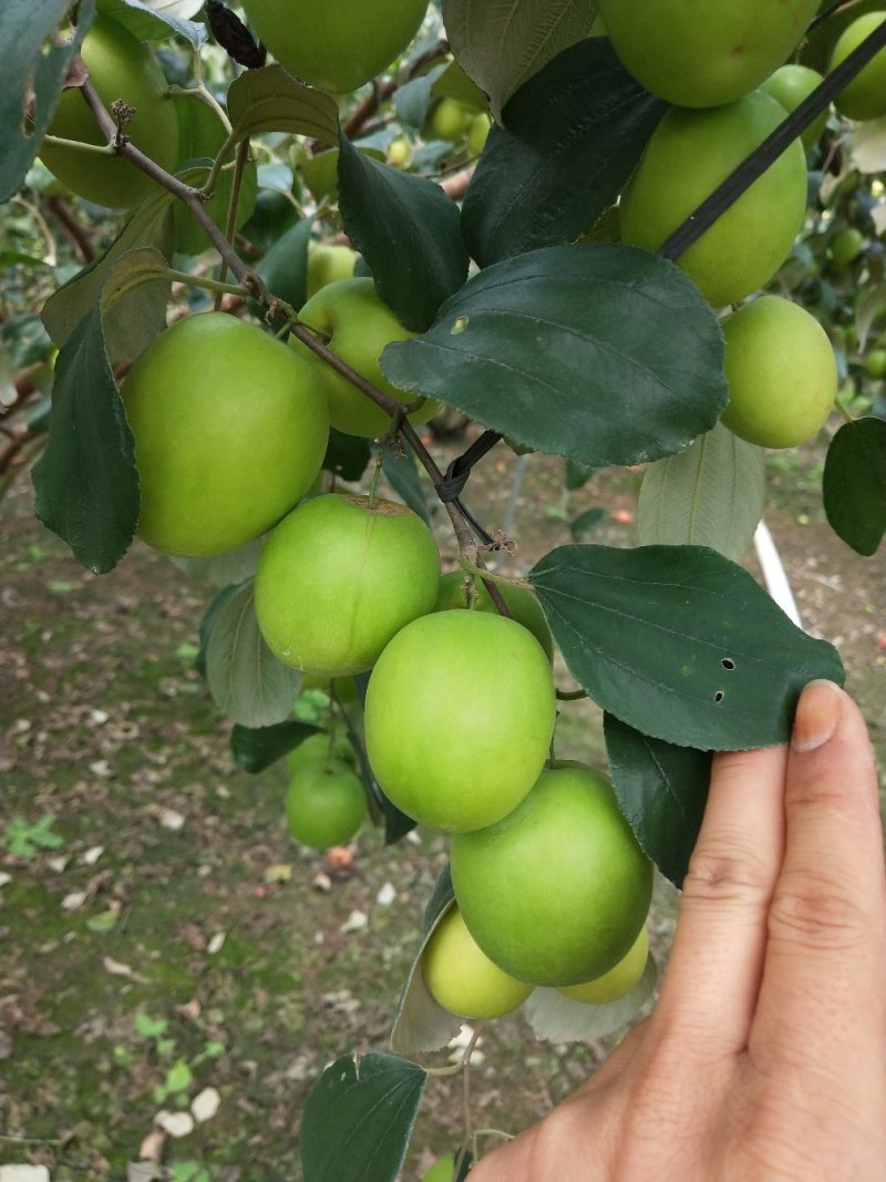 湛江雷州青枣