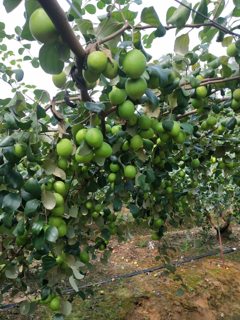 湛江雷州青枣