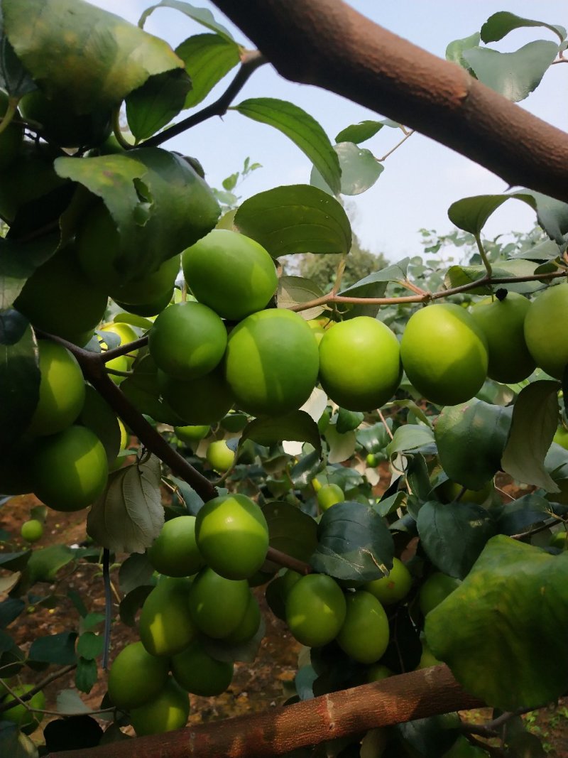 湛江雷州青枣