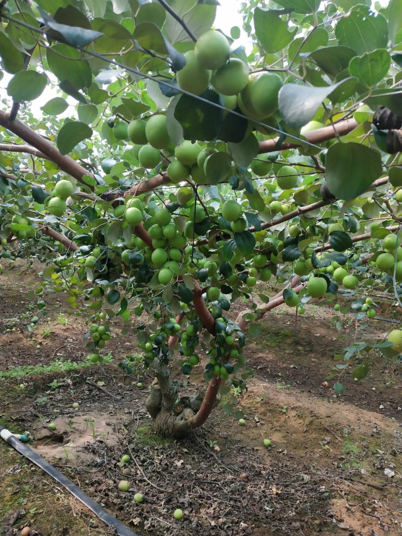 湛江雷州青枣