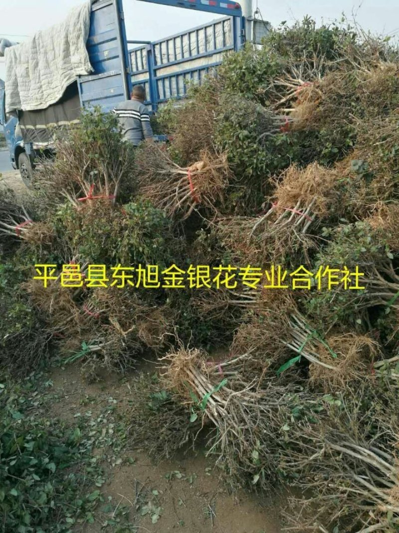 四季金银花苗移栽大苗，开花多，好成活直立树形